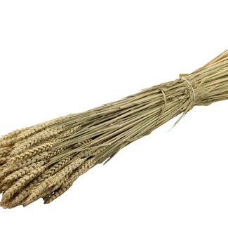 QC Dried Wheat | Colour: Natural | Triticum Dried Flowers | Length ± 60 centimetres | Weight 220 grams | Per bunch