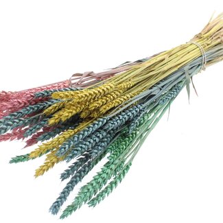 QC Getrockneter Weizen „Pastel Prism“ | Farbe: Gemischte Farben | Triticum Trockenblumen | Länge ± 60 Zentimeter | Gewicht 220 Gramm | Pro Bund
