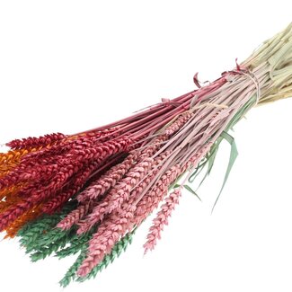 QC Dried Wheat “Summer Sorbet” | Colour: Mixed Colours | Triticum Dried Flowers | Length ± 60 centimetres | Weight 220 grams | Per bunch