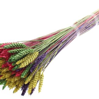 QC Dried Wheat "Colourful 2" | Colour: Mixed Colours | Triticum Dried Flowers | Length ± 60 centimetres | Weight 220 grams | Per bunch