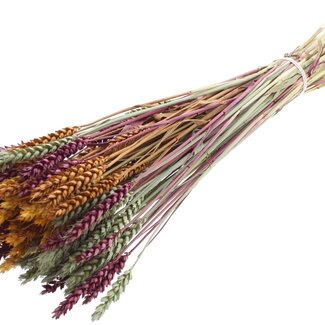 QC Dried Wheat “Pumpkin Spice Mix” | Colour: Mixed Colours | Triticum Dried Flowers | Length ± 60 centimetres | Weight 220 grams | Per bunch