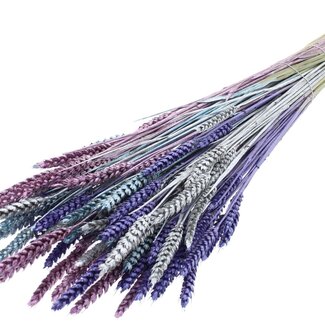 QC Dried Wheat "Metallic Galaxy Mix" | Colour: Mixed Colours | Triticum Dried Flowers | Length ± 60 centimetres | Weight 220 grams | Per bunch