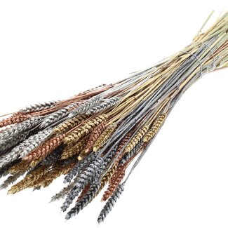 QC Dried Wheat "Metallic Marble Mix" | Colour: Mixed Colours | Triticum Dried Flowers | Length ± 60 centimetres | Weight 220 grams | Per bunch