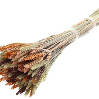 QC Dried Wheat "Colourful 3" | Colour: Mixed Colours | Triticum Dried Flowers | Length ± 60 centimetres | Weight 220 grams | Per bunch