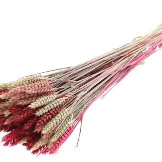 QC Dried Wheat “Lady Mix” | Colour: Mixed Colours | Triticum Dried Flowers | Length ± 60 centimetres | Weight 220 grams | Per bunch