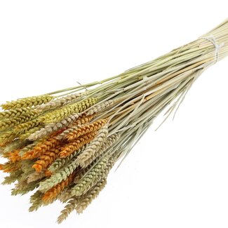 QC Dried Wheat "Summer Mix" | Colour: Mixed Colours | Triticum Dried Flowers | Length ± 60 centimetres | Weight 220 grams | Per bunch