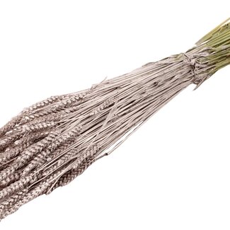 QC Getrockneter Weizen | Farbe: Champagnerfarben | Triticum Trockenblumen | Länge ± 60 Zentimeter | Gewicht 220 Gramm | Pro Bund
