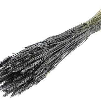 QC Dried Wheat | Colour: Metallic Graphite | Triticum Dried Flowers | Length ± 60 centimetres | Weight 220 grams | Per bunch