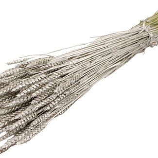 QC Dried Wheat | Colour: Platinum | Triticum Dried Flowers | Length ± 60 centimetres | Weight 220 grams | Per bunch
