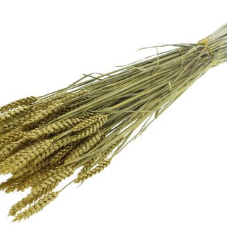 QC Dried Wheat | Colour: Metallic Yellow | Triticum Dried Flowers | Length ± 60 centimetres | Weight 220 grams | Per bunch