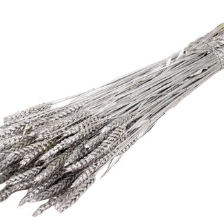 QC Dried Wheat | Colour: Silver | Triticum Dried Flowers | Length ± 60 centimetres | Weight 220 grams | Per bunch