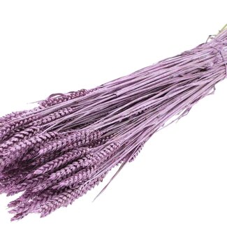 QC Getrockneter Weizen | Farbe: Metallic Rosa | Triticum Trockenblumen | Länge ± 60 Zentimeter | Gewicht 220 Gramm | Pro Bund
