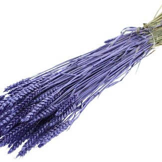 QC Dried Wheat | Colour: Metallic Purple | Triticum Dried Flowers | Length ± 60 centimetres | Weight 220 grams | Per bunch