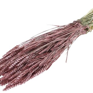 QC Dried Wheat | Colour: Metallic Red | Triticum Dried Flowers | Length ± 60 centimetres | Weight 220 grams | Per bunch