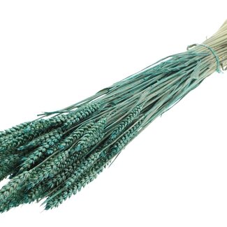QC Dried Wheat | Colour: Pearl Turquoise | Triticum Dried Flowers | Length ± 60 centimetres | Weight 220 grams | Per bunch
