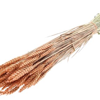 QC Dried Wheat | Colour: Pearl Orange | Triticum Dried Flowers | Length ± 60 centimetres | Weight 220 grams | Per bunch