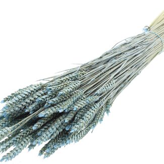 QC Dried Wheat | Colour: Pearl Light Blue | Triticum Dried Flowers | Length ± 60 centimetres | Weight 220 grams | Per bunch