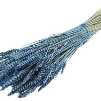 QC Dried Wheat | Colour: Pearl Blue | Triticum Dried Flowers | Length ± 60 centimetres | Weight 220 grams | Per bunch