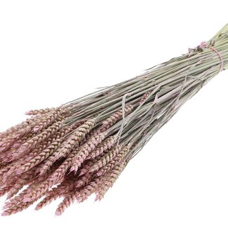 QC Getrockneter Weizen | Farbe: Perlrosa | Triticum Trockenblumen | Länge ± 60 Zentimeter | Gewicht 220 Gramm | Pro Bund