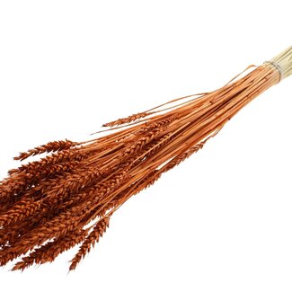 QC Dried Bleached Wheat | Colour: Terracotta | Triticum Dried Flowers | Length ± 60 centimetres | Weight 100 grams | Per bunch