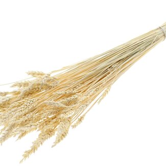 QC Dried Bleached Wheat | Colour: Natural | Triticum Dried Flowers | Length ± 60 centimetres | Weight 100 grams | Per bunch