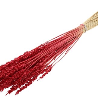 QC Dried Bleached Wheat | Colour: Red | Triticum Dried Flowers | Length ± 60 centimetres | Weight 100 grams | Per bunch