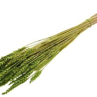 QC Dried Bleached Wheat | Colour: Green | Triticum Dried Flowers | Length ± 60 centimetres | Weight 100 grams | Per bunch