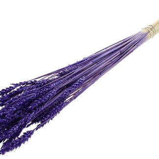 QC Dried Bleached Wheat | Colour: Purple | Triticum Dried Flowers | Length ± 60 centimetres | Weight 100 grams | Per bunch