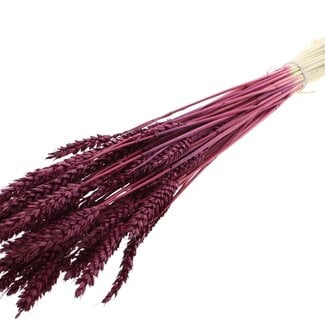 QC Dried Bleached Wheat | Colour: Bordeaux Red | Triticum Dried Flowers | Length ± 60 centimetres | Weight 100 grams | Per bunch