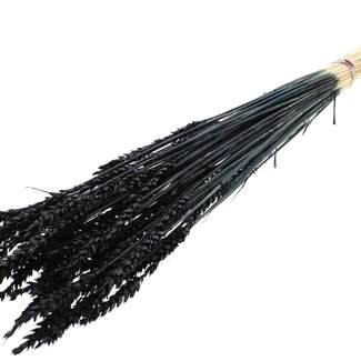 QC Dried Bleached Wheat | Colour: Black | Triticum Dried Flowers | Length ± 60 centimetres | Weight 100 grams | Per bunch