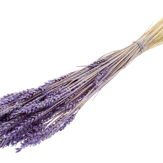 QC Dried Bleached Wheat | Colour: Frosted Lilac Purple | Triticum Dried Flowers | Length ± 60 centimetres | Weight 100 grams | Per bunch