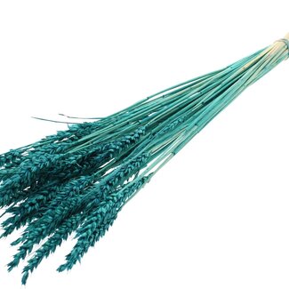QC Dried Bleached Wheat | Colour: Turquoise | Triticum Dried Flowers | Length ± 60 centimetres | Weight 100 grams | Per bunch
