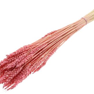 QC Dried Bleached Wheat | Colour: Frosted Pink | Triticum Dried Flowers | Length ± 60 centimetres | Weight 100 grams | Per bunch