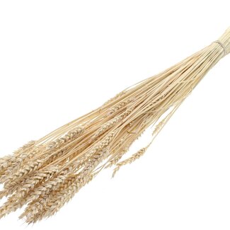 QC Dried Bleached Wheat | Colour: Frosted White | Triticum Dried Flowers | Length ± 60 centimetres | Weight 100 grams | Per bunch