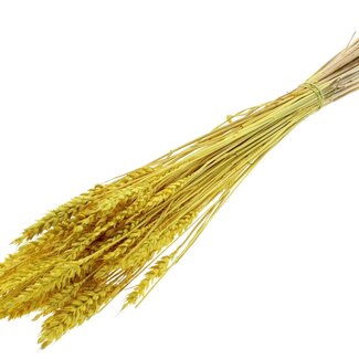 QC Dried Bleached Wheat | Colour: Yellow | Triticum Dried Flowers | Length ± 60 centimetres | Weight 100 grams | Per bunch
