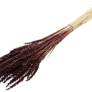 QC Getrockneter Gebleichter Weizen | Farbe: Braun | Triticum Trockenblumen | Länge ± 60 Zentimeter | Gewicht 100 Gramm | Pro Bund