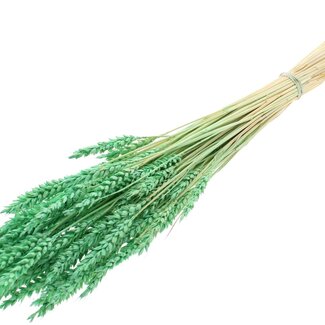 QC Dried Bleached Wheat | Colour: Mint Green | Triticum Dried Flowers | Length ± 60 centimetres | Weight 100 grams | Per bunch