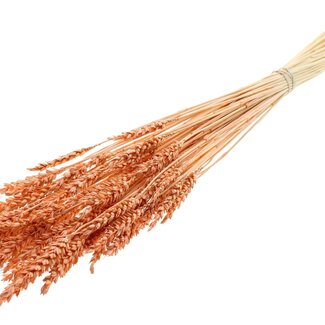 QC Dried Bleached Wheat | Colour: Frosted Salmon | Triticum Dried Flowers | Length ± 60 centimetres | Weight 100 grams | Per bunch