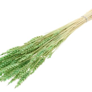 QC Dried Bleached Wheat | Colour: Frosted Mint Green | Triticum Dried Flowers | Length ± 60 centimetres | Weight 100 grams | Per bunch