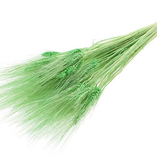 QC Dried Bleached Beard Wheat | Colour: Mint Green | Triticum Beard Dried Flowers | Length ± 70 centimetres | Weight 150 grams | Per bunch