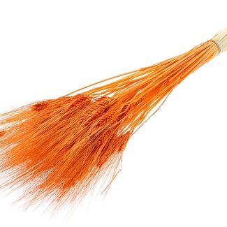 QC Dried Bleached Beard Wheat | Colour: Orange | Triticum Beard Dried Flowers | Length ± 70 centimetres | Weight 150 grams | Per bunch