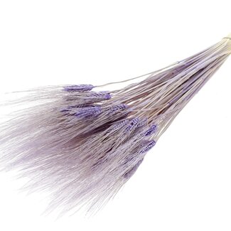 QC Dried Bleached Beard Wheat | Colour: Milka Purple | Triticum Beard Dried Flowers | Length ± 70 centimetres | Weight 150 grams | Per bunch