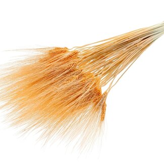 QC Dried Bleached Beard Wheat | Colour: Salmon | Triticum Beard Dried Flowers | Length ± 70 centimetres | Weight 150 grams | Per bunch