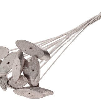 QC Ovale Holzscheibe auf Stab | Farbe: Champagnerfarben | Holzscheibe Stecker | Durchmesser 5 - 7 Zentimeter | Länge ± 50 Zentimeter | 10 Stecker pro Bund | Pro Bund