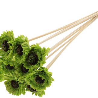 QC Shola Daisy Sunflower with wax on stick | Colour: Light green | Shola Daisy Sunflower | Diameter 6 centimetre | Length ± 50 centimetre | 10 extra picks per bunch | Per bunch