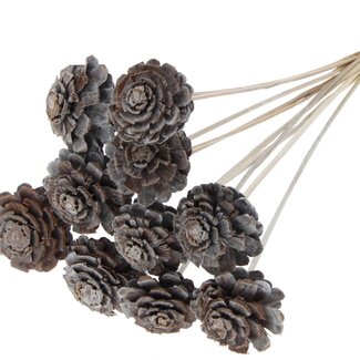 QC Half Pine Cone on Stick | Colour: Frosted White | Diameter 5 - 7 centimetres | Length ± 50 centimetres | 10 picks per bunch
