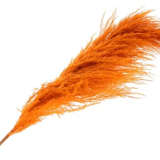 QC Dried Pampas Plumes | Colour: Orange | Length ± 175 centimetres | Per plume