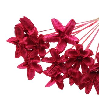 QC Dried Rambutan without spines | Colour: Red | Rambutan Dried Flowers | Length ± 50 centimetres | Per bunch
