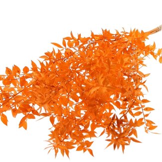 QC Dried Ruscus | Colour: Orange | Ruscus Dried Flowers | Length ± 70 centimetres | 10 stems per bunch | Per bunch
