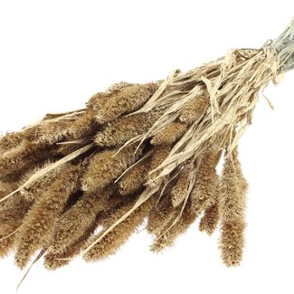 QC Getrocknete Setaria | Farbe: Antik Goldfarben mit Glitzer | Setaria Trockenblumen | Länge ± 70 Zentimeter | Gewicht 210 Gramm | Pro Bund